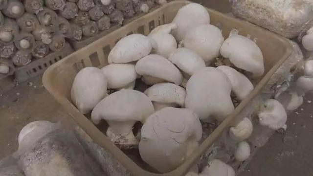 人工种植阿魏菇(吉木萨尔县阿魏菇试种成功)(3)