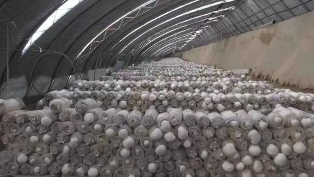 人工种植阿魏菇(吉木萨尔县阿魏菇试种成功)(1)