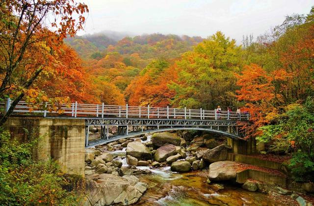 光雾山哪个景区看红叶好（秋季最美赏红叶胜地之光雾山旅游攻略）(3)