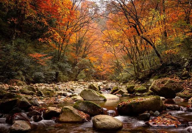 光雾山哪个景区看红叶好（秋季最美赏红叶胜地之光雾山旅游攻略）(2)
