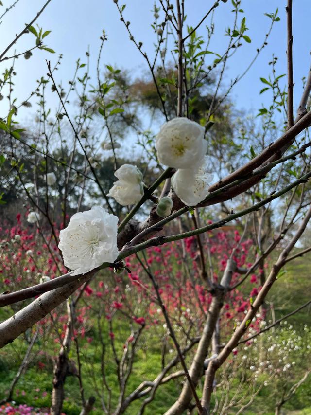 广州白云山赏桃花最好地方（桃花热情绽放广州白云山赏花攻略）(6)