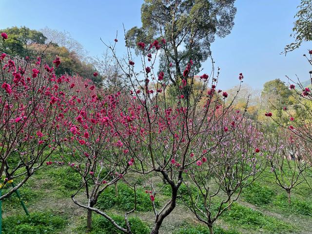 广州白云山赏桃花最好地方（桃花热情绽放广州白云山赏花攻略）(7)
