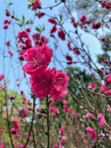 ​广州白云山赏桃花最好地方（桃花热情绽放广州白云山赏花攻略）