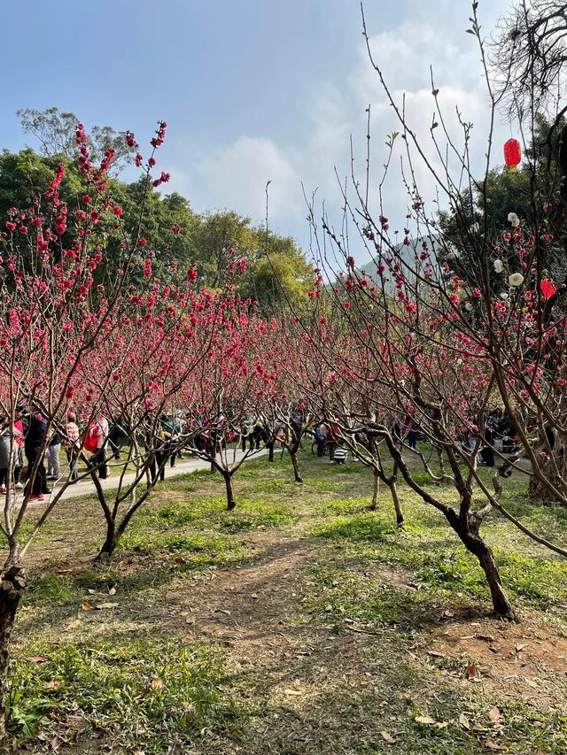 广州白云山赏桃花最好地方（桃花热情绽放广州白云山赏花攻略）(3)