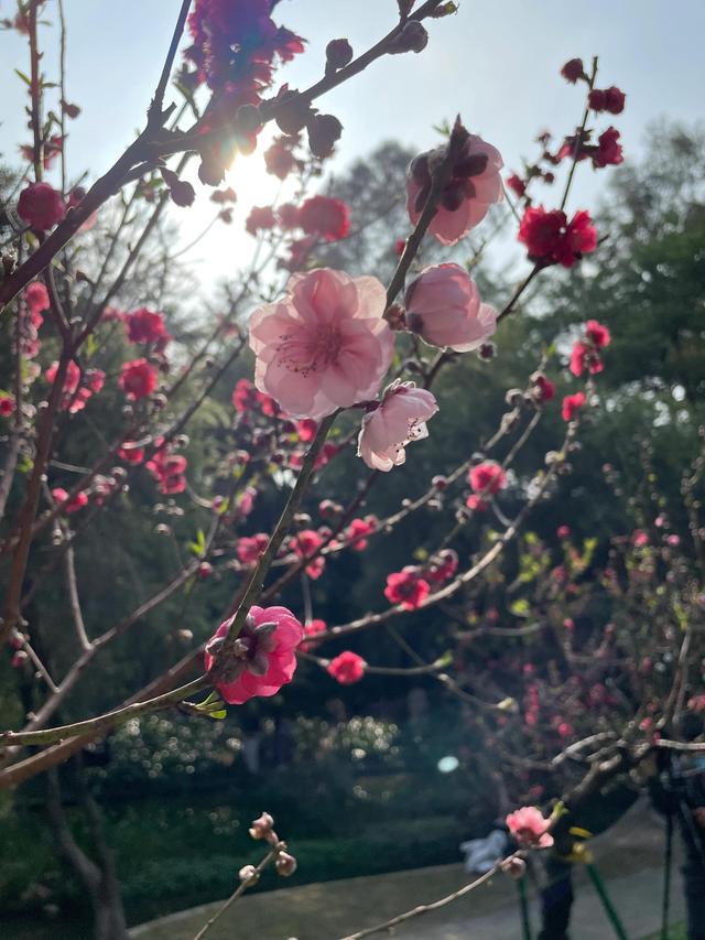 广州白云山赏桃花最好地方（桃花热情绽放广州白云山赏花攻略）(5)