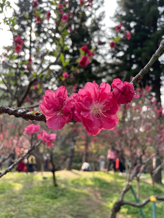 广州白云山赏桃花最好地方（桃花热情绽放广州白云山赏花攻略）(4)