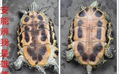 巴西龟怎么分辨公母