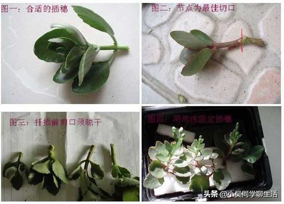 长寿花扦插方法详解(长寿花水插繁殖)(5)