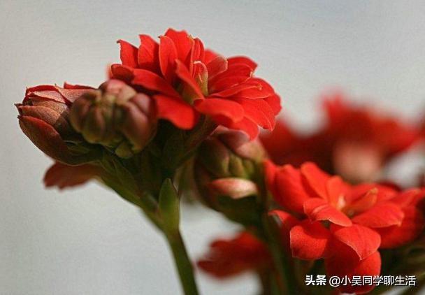 长寿花扦插方法详解(长寿花水插繁殖)(1)