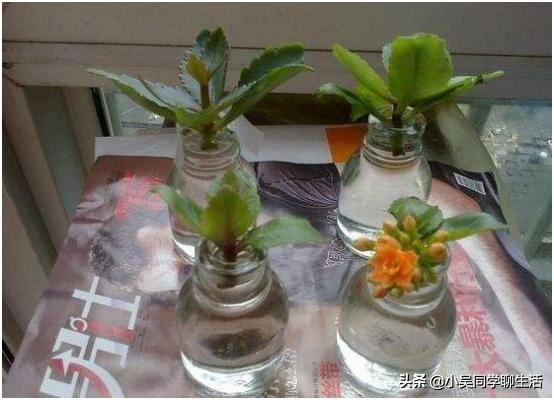 长寿花扦插方法详解(长寿花水插繁殖)(4)