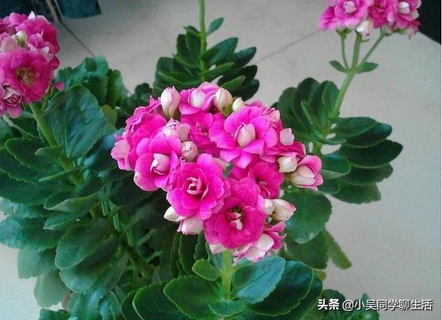 长寿花扦插方法详解(长寿花水插繁殖)(6)