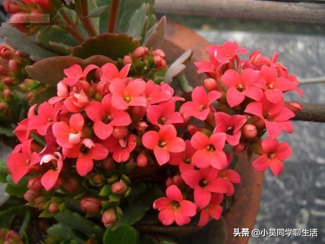 长寿花扦插方法详解(长寿花水插繁殖)(2)