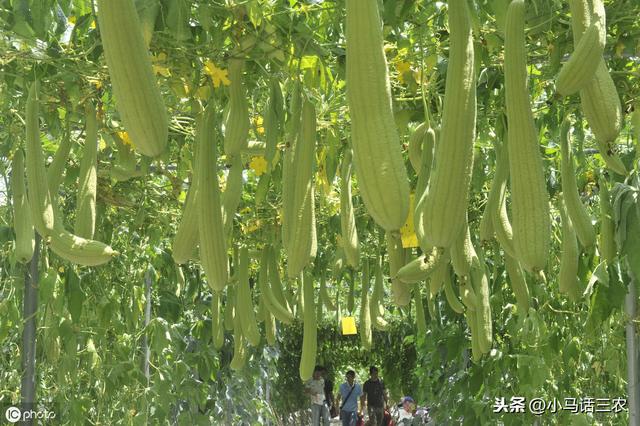 丝瓜种植方法大全(在农村最常见的丝瓜)(5)