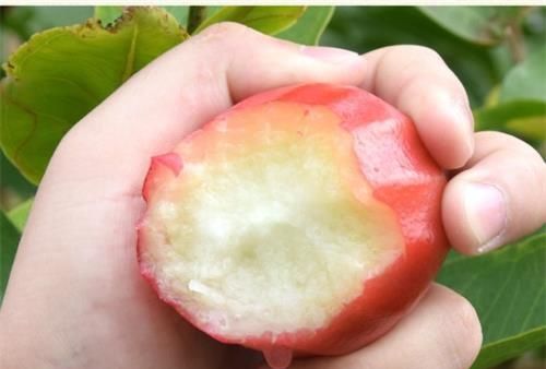 莲雾的海绵体能吃吗