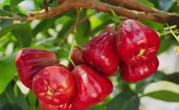 莲雾里面的棉可以吃,莲雾怎么吃图5