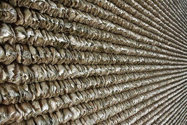 凝聚了祖祖辈辈智慧的蚝壳屋（广东特殊的600岁蚝宅）(1)