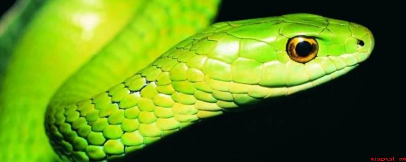 一干二净打一生肖(一干二净是生肖蛇,蛇引诱亚当和夏娃吃了不该吃的果子,把责任推)