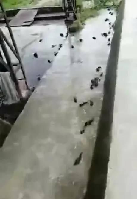 防汛知识,防汛知识培训的目的和意义?图5