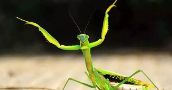 螳螂产卵后还能活多久,螳螂产卵后还能活多久呢图5