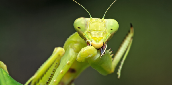 螳螂产卵后还能活多久,螳螂产卵后还能活多久呢图2