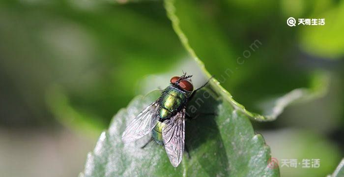黑腹果蝇对人类有什么危害:有害昆虫对人类造成的危害主要体现在哪些方面