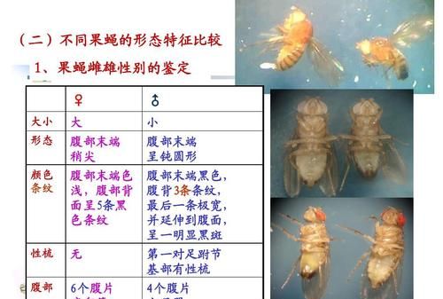 黑腹果蝇对人类有什么危害:昆虫对人类的危害有哪些
