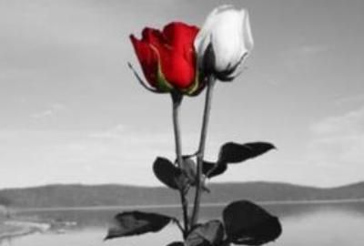 白月光和朱砂痣在爱情中表达的含义,歌曲白月光与朱砂痣表达了什么?图3