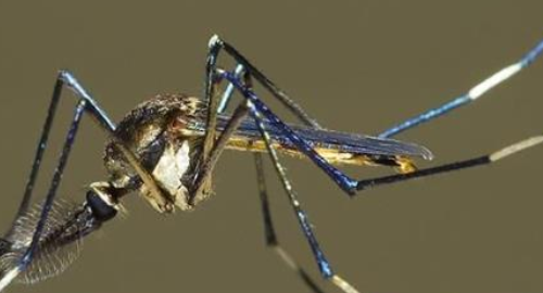 最大的蚊子有多大图片,最大的蚊子有多大图4