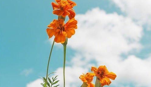 早晨的句子发朋友圈,适合早晨起来发朋友圈的句子图片图4