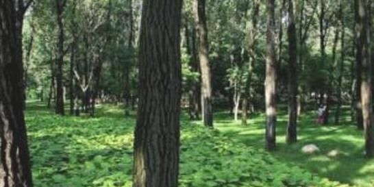 怎么辨别方向东南西北,现实生活中怎样辨别方向?确定东南西北!请举例详细说明?图6