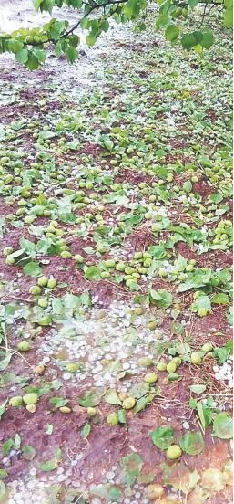 冰雹的危害具体有哪些