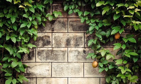 百香果怎么吃,百香果的功效与作用 百香果的吃法大全图3