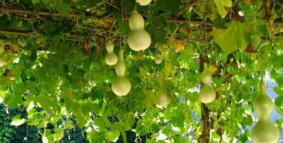 ​葫芦代表什么寓意,葫芦的寓意和象征