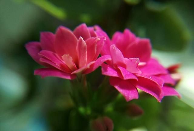 冬天有什么花,冬天开花的植物有什么特点?图4