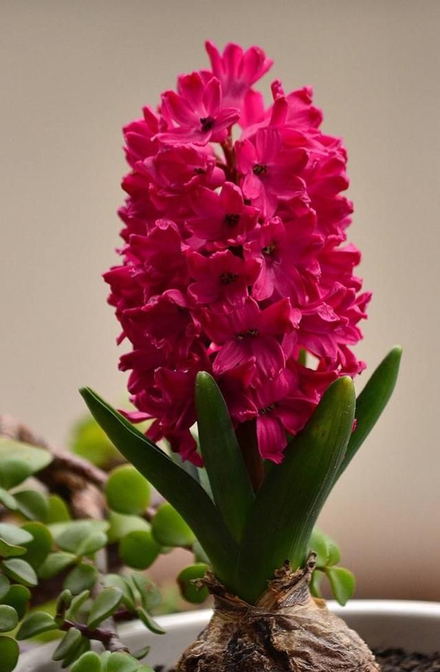 冬天有什么花,冬天开花的植物有什么特点?图13