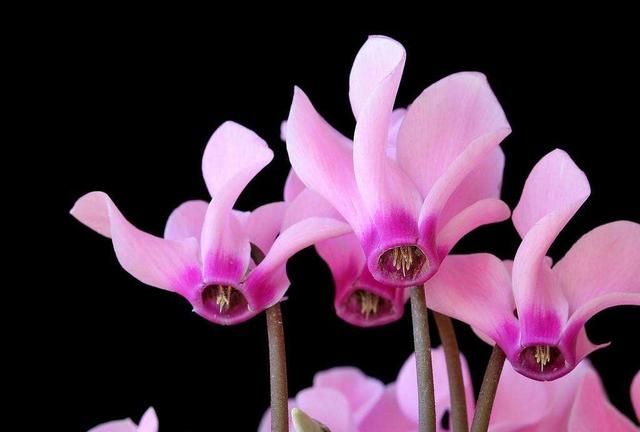 冬天有什么花,冬天开花的植物有什么特点?图6