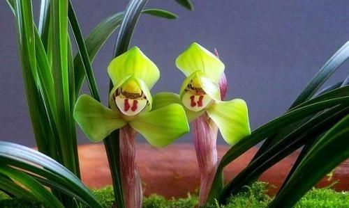 冬天有什么花,冬天开花的植物有什么特点?图10