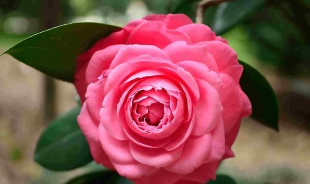 冬天有什么花,冬天开花的植物有什么特点?图7