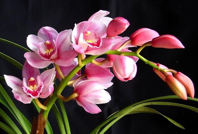 冬天有什么花,冬天开花的植物有什么特点?图11