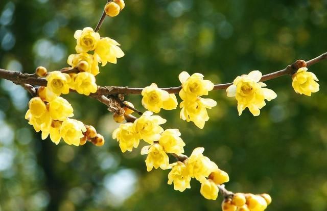 冬天有什么花,冬天开花的植物有什么特点?图9