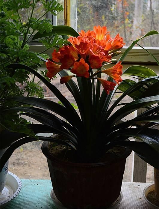 冬天有什么花,冬天开花的植物有什么特点?图8