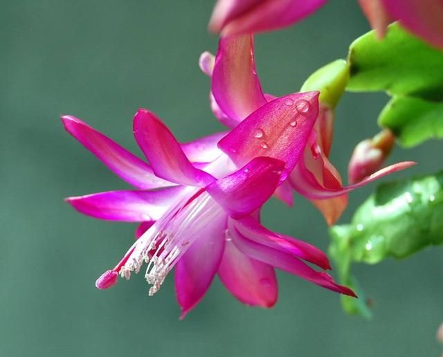 冬天有什么花,冬天开花的植物有什么特点?图5