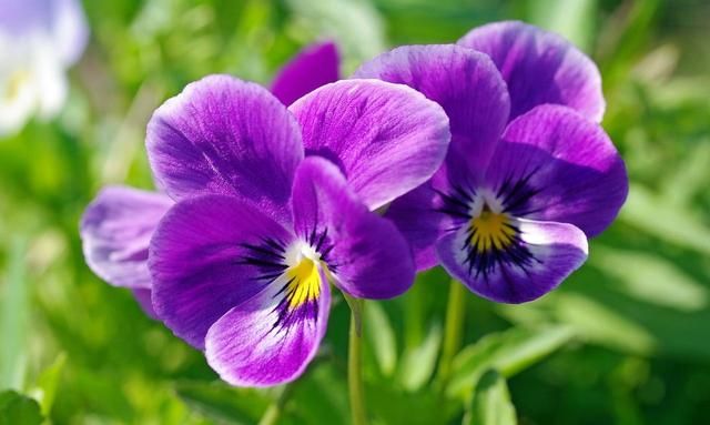 冬天有什么花,冬天开花的植物有什么特点?图3