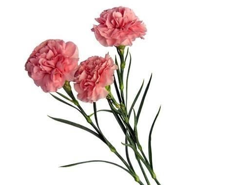 圣诞节送女孩什么礼物,圣诞节送女孩子什么礼物有意义?图5