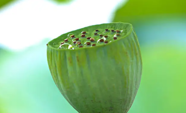 莲蓬怎么吃,莲蓬的功效与作用及食用方法图2