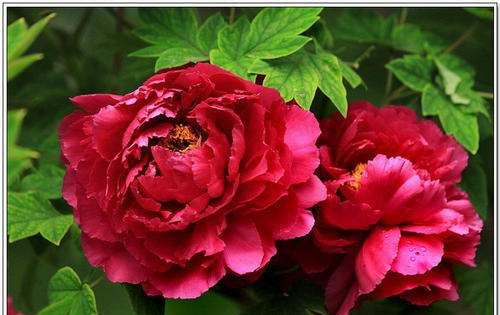 牡丹花什么时候开花 几点钟,牡丹花什么时候开花 几点钟为什么图5