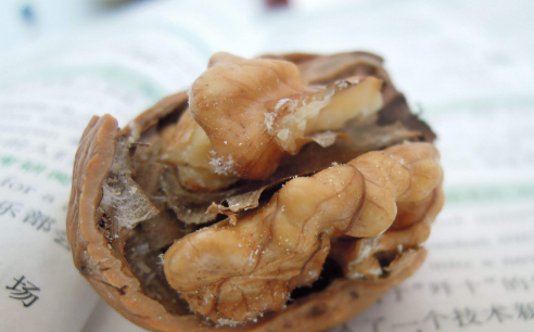 核桃放久了有油哈味怎么处理,核桃仁放时间久了有点点味道怎么办图3