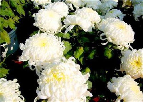 陶渊明不为五斗米折腰的历史故事(你所不知道的陶渊明)(2)