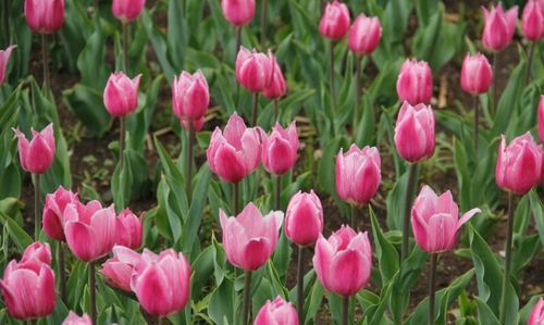 仙人掌、郁金香、樱花、百合花分别是哪些国家的国花