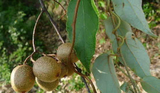 青猕猴桃硬的能吃吗